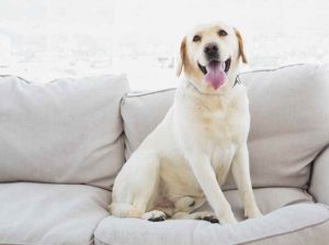 Heller Labrador Hund auf Couch