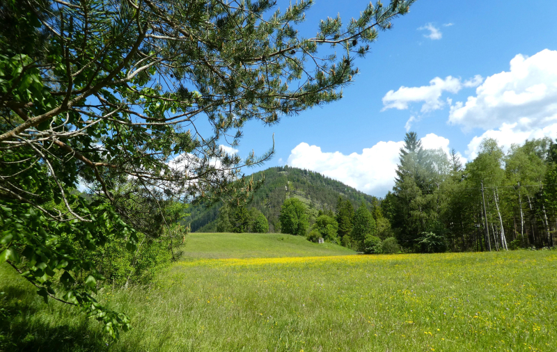 Natur pur im Schneebergland                                     15.000 m2 Eigengrund mit ca. 3.500 m2 Bauland /  / 2663 Rohr im Gebirge / Bild 1