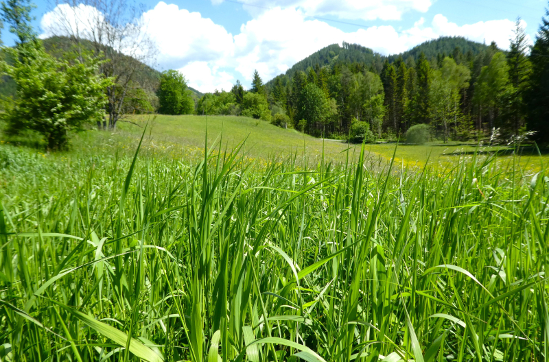 Natur pur im Schneebergland                                     15.000 m2 Eigengrund mit ca. 3.500 m2 Bauland /  / 2663 Rohr im Gebirge / Bild 2
