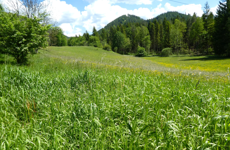 Natur pur im Schneebergland                                     15.000 m2 Eigengrund mit ca. 3.500 m2 Bauland /  / 2663 Rohr im Gebirge / Bild 2