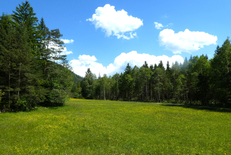 Natur pur im Schneebergland                                     15.000 m2 Eigengrund mit ca. 3.500 m2 Bauland /  / 2663 Rohr im Gebirge / Bild 4