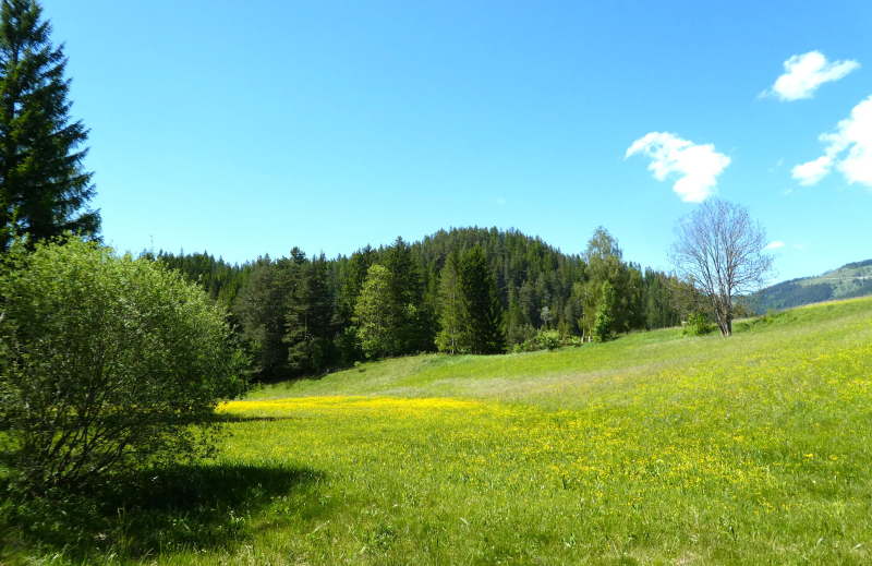 Natur pur im Schneebergland                                     15.000 m2 Eigengrund mit ca. 3.500 m2 Bauland /  / 2663 Rohr im Gebirge / Bild 7
