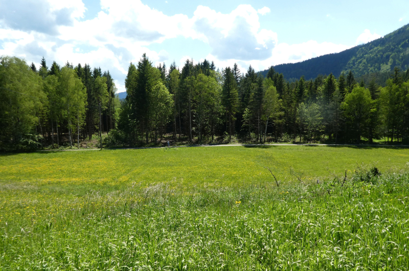 Natur pur im Schneebergland                                     15.000 m2 Eigengrund mit ca. 3.500 m2 Bauland /  / 2663 Rohr im Gebirge / Bild 8