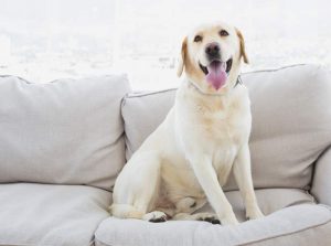 Haustier Mietrecht: Hund in Wohnung auf Couch