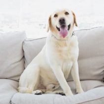 Haustier Hund sitzt in Wohnung auf Couch